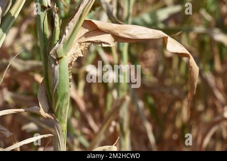 Mais im Sommer 2018 | Mais l'été 2018 01/08/2018 Stockfoto