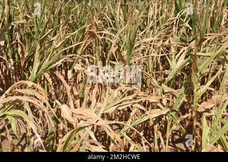 Mais im Sommer 2018 | Mais l'été 2018 01/08/2018 Stockfoto