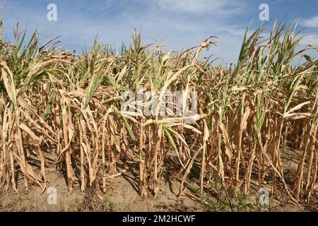 Mais im Sommer 2018 | Mais l'été 2018 01/08/2018 Stockfoto