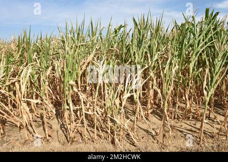 Mais im Sommer 2018 | Mais l'été 2018 01/08/2018 Stockfoto