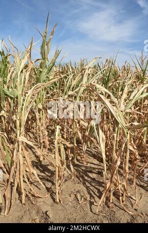 Mais im Sommer 2018 | Mais l'été 2018 01/08/2018 Stockfoto