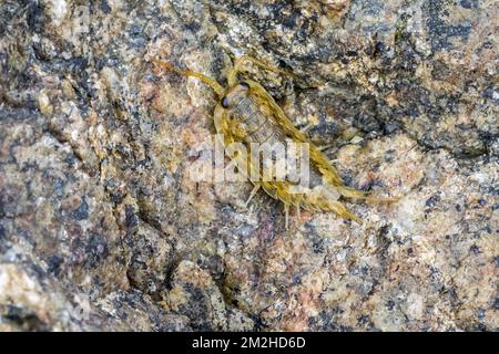 Common sea slater / sea roach (Ligia oceanica), littoral woodlouse and one of the largest oniscid isopods on stone along rock pool on beach | Ligie océanique / ligie des rivages / cloporte de mer / pou des jetées / pou de mer (Ligia oceanica) 01/07/2018 Stockfoto