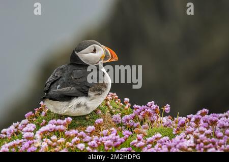 Atlantic puffin / common puffin (Fratercula arctica) in breeding plumage among sea thrift flowers on cliff top in seabird colony | Macareux moine (Fratercula arctica) 12/06/2018 Stock Photo