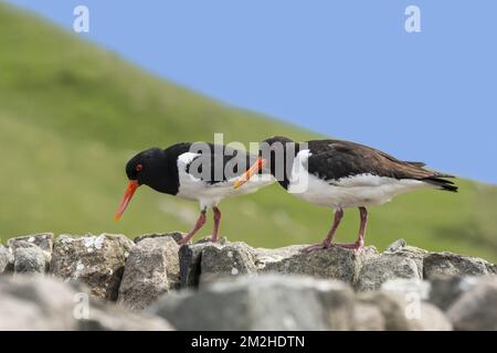 Gemeiner Rattenfänger/Paar eurasische Austernfänger (Haematopus ostralegus) an Trockenmauern, Shetland-Inseln, Schottland, Vereinigtes Königreich | Huîtrier Pie/Pie de mer (Haematopus ostralegus) 14/06/2018 Stockfoto