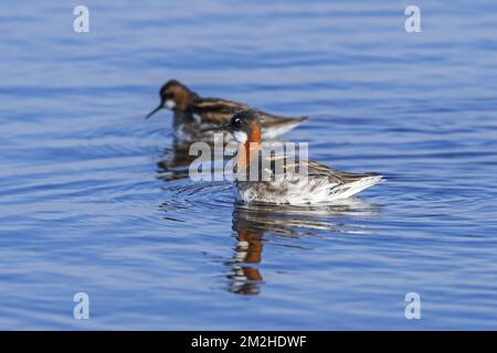 Rothalsphalarope (Phalaropus lobatus) männliches und weibliches Paar in Zuchtgeflügel im Loch of Funzie auf Fetlar, Shetland Islands, Schottland, Vereinigtes Königreich | Phalarope à bec étroit (Phalaropus lobatus) mâle et femelle 09/06/2018 Stockfoto