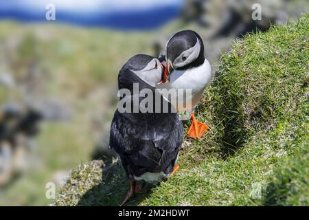 Atlantic puffins (Fratercula arctica) billing in front of burrow on sea cliff top in seabird colony, Hermaness, Unst, Shetland Islands, Scotland, UK | Macareux moine (Fratercula arctica) 04/07/2018 Stock Photo