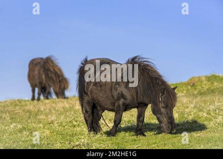 Two black Shetland ponies grazing in grassland on the Shetland Islands, Scotland, UK | Poneys shetland 11/06/2018 Stock Photo