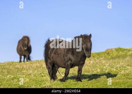 Zwei schwarze Shetland Ponys im Grasland auf den Shetland Islands, Schottland, Großbritannien | Poneys shetland 11/06/2018 Stockfoto