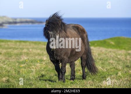 Black Shetland Pony in Field entlang der Küste der Shetland Islands, Schottland, Großbritannien | Poney shetland 11/06/2018 Stockfoto