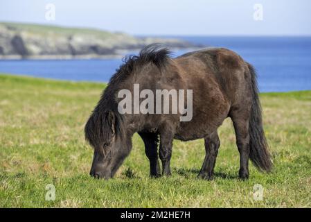 Black Shetland pony grazing in grassland along the coast on the Shetland Islands, Scotland, UK | Poney shetland 11/06/2018 Stock Photo