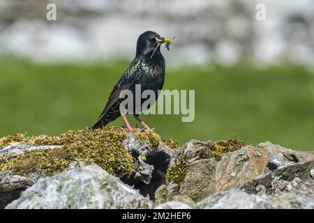 Gewöhnlicher Starkling / Europäischer Starkling (Sturnus vulgaris) mit Zweig im Schnabel zum Bau eines Nestes innerhalb einer Trockenmauer im Frühjahr, Schottland, Vereinigtes Königreich | Etourneau sansonnet (Sturnus vulgaris) 12/07/2018 Stockfoto