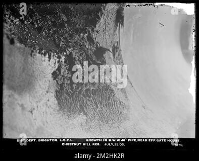 Vertriebsabteilung, Low Service Pipe Lines, Chestnut Hill Reservoir, Growth in Boston Water Works 48-Inch Pipe in der Nähe des Abwasserkanals Gatehouse, Brighton, Massachusetts, 23. Juli 1903 Wasserwerke, Rohrleitungen, Schwammmaterial Stockfoto