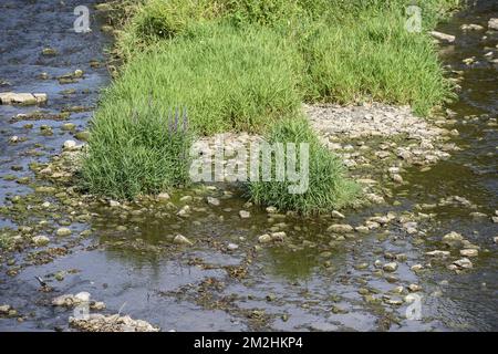 In Belgien und Wallonien fielen die Ströme aufgrund der Hitzewelle schwer | Le Level d'Eau des rivieres en Belgique et Wallonie a Fortement baisse a cause de la canicule. 05/08/2018 Stockfoto