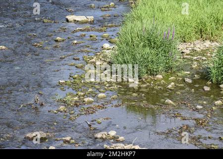 In Belgien und Wallonien fielen die Ströme aufgrund der Hitzewelle schwer | Le Level d'Eau des rivieres en Belgique et Wallonie a Fortement baisse a cause de la canicule. 05/08/2018 Stockfoto