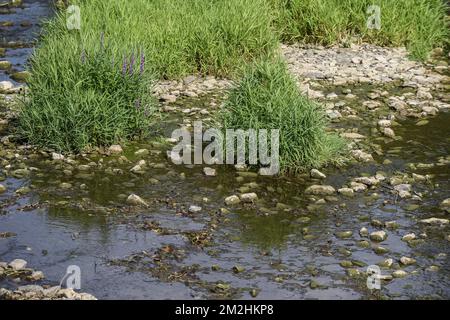 In Belgien und Wallonien fielen die Ströme aufgrund der Hitzewelle schwer | Le Level d'Eau des rivieres en Belgique et Wallonie a Fortement baisse a cause de la canicule. 05/08/2018 Stockfoto