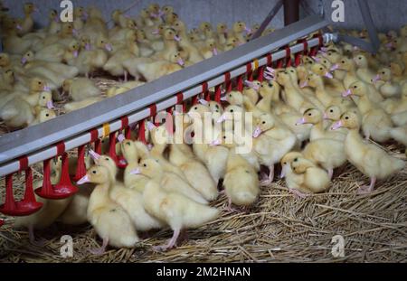 Abbildung zeigt Entenküken bei einem Besuch auf der Sauvenière Farm, die Foie Gras produziert, in Florennes, Entenküken am Freitag, den 10. August 2018. BELGA PHOTO VIRGINIE LEFOUR Stockfoto