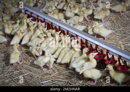 Abbildung zeigt Entenküken bei einem Besuch auf der Sauvenière Farm, die Foie Gras produziert, in Florennes, Entenküken am Freitag, den 10. August 2018. BELGA PHOTO VIRGINIE LEFOUR Stockfoto