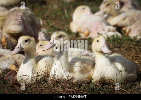 Abbildung zeigt Entenküken bei einem Besuch auf der Sauvenière Farm, die Foie Gras produziert, in Florennes, Entenküken am Freitag, den 10. August 2018. BELGA PHOTO VIRGINIE LEFOUR Stockfoto