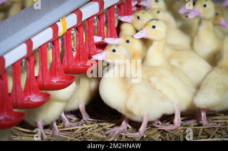 Abbildung zeigt Entenküken bei einem Besuch auf der Sauvenière Farm, die Foie Gras produziert, in Florennes, Entenküken am Freitag, den 10. August 2018. BELGA PHOTO VIRGINIE LEFOUR Stockfoto