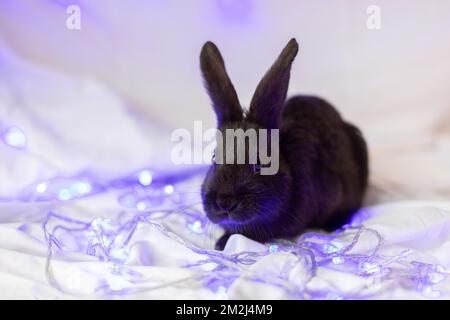 Kleines schwarzes Kaninchen auf weißem Hintergrund mit blauen Weihnachtslichtern. Stockfoto