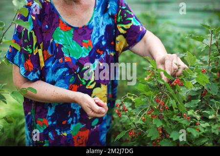 Ältere Frau, die rote Johannisbeeren im Naturgarten erntet. Hands Age Model in blauem Kleid Stockfoto