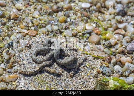 Lugworm/Sandwurm (Arenicola Marina), große Sedimentgipfel von Meereswürmern am Strand bei Ebbe entlang der Nordseeküste | Excréments / Tortillons d'arenicola Marina / ver de Vase / ver noir sur la Plage 16/07/2018 Stockfoto