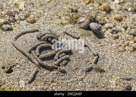 Lugworm/Sandwurm (Arenicola Marina), große Sedimentgipfel von Meereswürmern am Strand bei Ebbe entlang der Nordseeküste | Excréments / Tortillons d'arenicola Marina / ver de Vase / ver noir sur la Plage 16/07/2018 Stockfoto