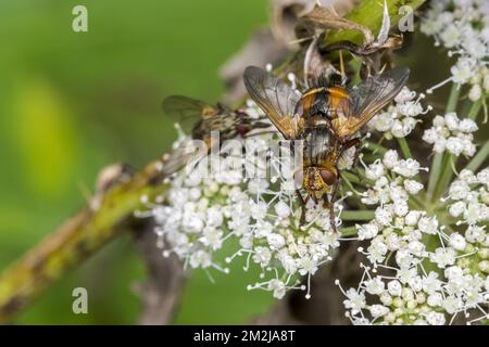 Parasitenfliege / Tachinidfliege / Tachina fera Nektar von Umbelliferblüten im Sommer | Tachinaire Sauvage (Tachina fera) 24/08/2018 Stockfoto