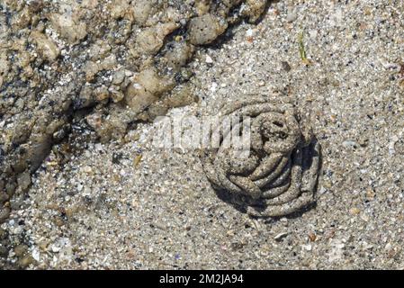 Lugworm/Sandwurm (Arenicola Marina), große Sedimentgipfel von Meereswürmern am Strand bei Ebbe entlang der Nordseeküste | Excréments / Tortillons d'arenicola Marina / ver de Vase / ver noir sur la Plage 16/07/2018 Stockfoto