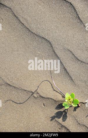 Grüner Pflanzenschatten am Strand, Survada Beach, Valsad, Gujarat, Indien, Asien Stockfoto