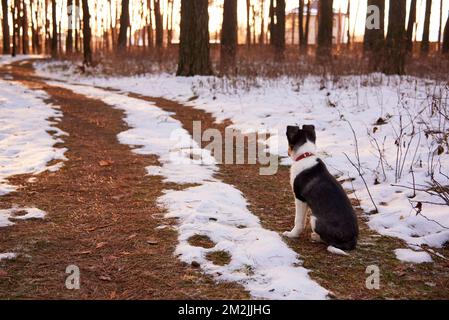 Einsamer Welpe, der im Winter auf dem Pfad sitzt. Stockfoto