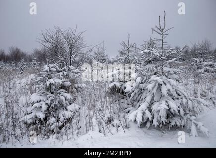 Verschneiter Wald und Bäume im Winter Stockfoto