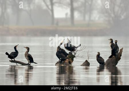 Große Kormorane ruhen auf Holz im Fluss. Nebiger Wintermorgen. Gattung Phalacrocorax carbo.Trencin, Slowakei. Stockfoto