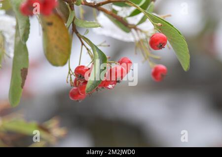 Pyracantha Coccinea, scharlachdorn, leuchtend rote Beeren mit schmelzenden Schneetropfen, gezahnte Blätter, Winterszene Stockfoto