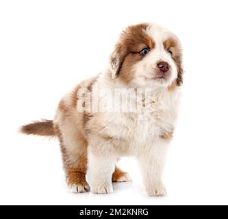 Miniatur American Shepherd vor weißem Hintergrund Stockfoto