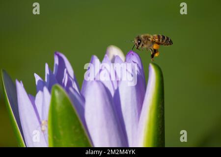 A Pollen Laden Honey Bee (Apis mellifera) approaches a water lily flower. Bundaberg Australia Stock Photo