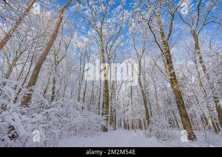 Schneebedeckte Winterlandschaft mit traumhaftem Sonnenlicht. Idyllische Natur im Winter, Abenteuer und malerische Freiheit. Atemberaubende saisonale Landschaft, Waldweg Stockfoto