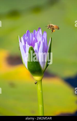 Honey Bee approaching a Blue Water Lily (Nymphaea caerulea) flower.Apis mellifera Bundaberg Australia. Stock Photo