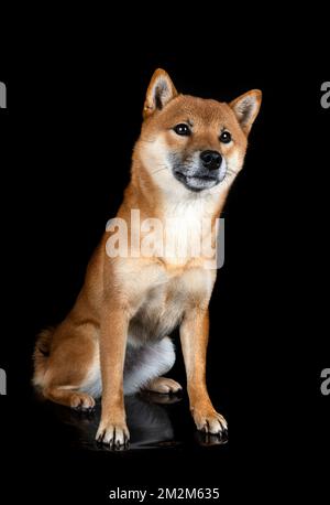 shiba inu vor schwarzem Hintergrund Stockfoto