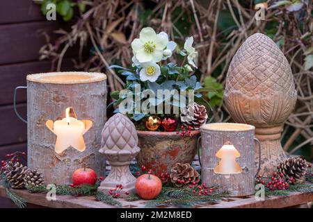 weihnachtsdekoration mit helleborus niger, Holzlaternen und Tannenzapfen aus Terrakotta Stockfoto