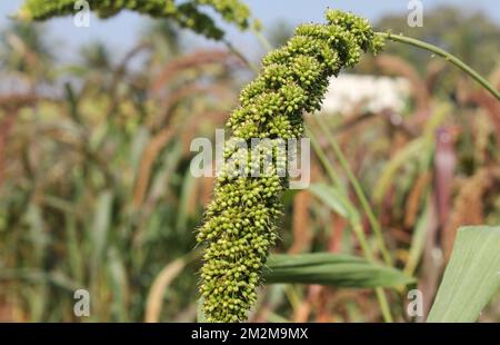 Foxtail Hirse ist eine jährliche Gras mit schmalen, vertikalen, grünen Stiele Stockfoto