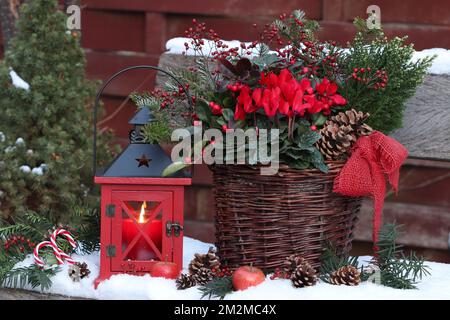 Rote Laterne, Cyclamen, amerikanisches Wintergrün und Nadelholz im Korb im Wintergarten Stockfoto