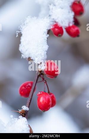 Barbeeren mit Schnee im Wintergartenmakro Stockfoto