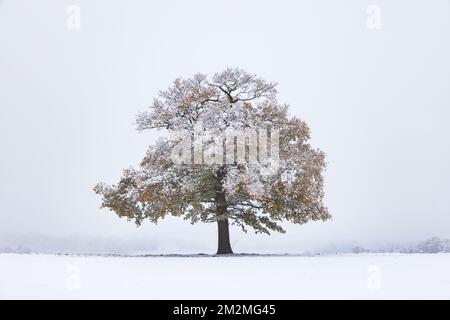 Einsamer Eichenbaum in einer schneebedeckten Landschaft mit nebligen Wintergründen. Stockfoto
