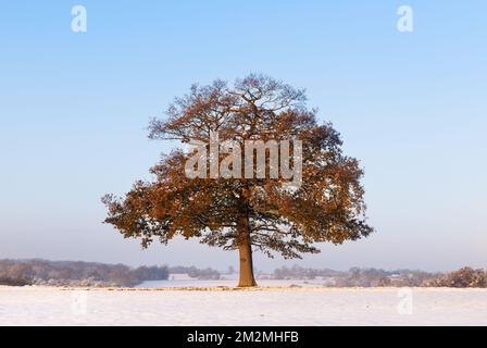 Einsamer Eichenbaum an einem sonnigen, verschneiten Wintertag. UK. Stockfoto