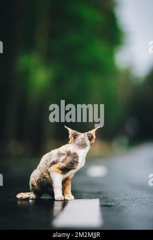 Erstaunlich verspielt Devon Rex Katze mit weiß-rot gepunkteten Pelz Farbe Sit on Road. Neugierig Witzig Hübsch Hübsch Schön Devon Rex Katze Rückblickend. Glückliche Haustiere Stockfoto