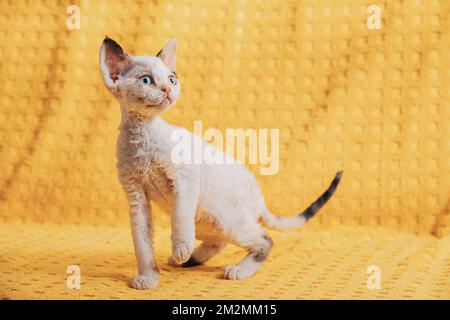 Lustige Kleine Kleine Weiße Devon Rex Kätzchen Kitty Ruhe Posiert. Kurzhaarige Katze der englischen Rasse auf gelber Plaid Hintergrund. Kurzhaar-Pet Cat Stockfoto