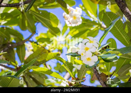 Nahaufnahme der Frangipani-Blumen mit grünem Hintergrund. Atemberaubende Frangipani-Blüten mit grünem Laubhintergrund. Tropische Blumenwelt, exotisch Stockfoto