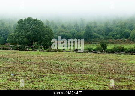 Grüne Wiese, neblige Landschaft. Feld mit grünem Gras, Eiche und gemischtem Wald im Hintergrund. Bewölkter Morgen auf der Weide. Stockfoto