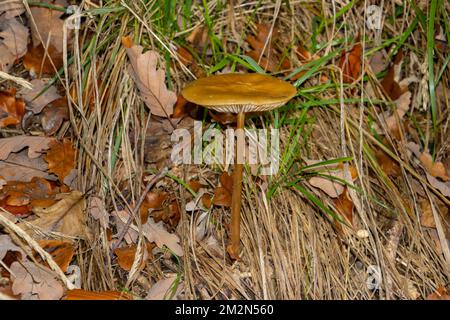 Der Wurzelpilz oder der Wurzelstiel ist ein weit verbreiteter Pilz, auch Hymenopellis radicata genannt Stockfoto